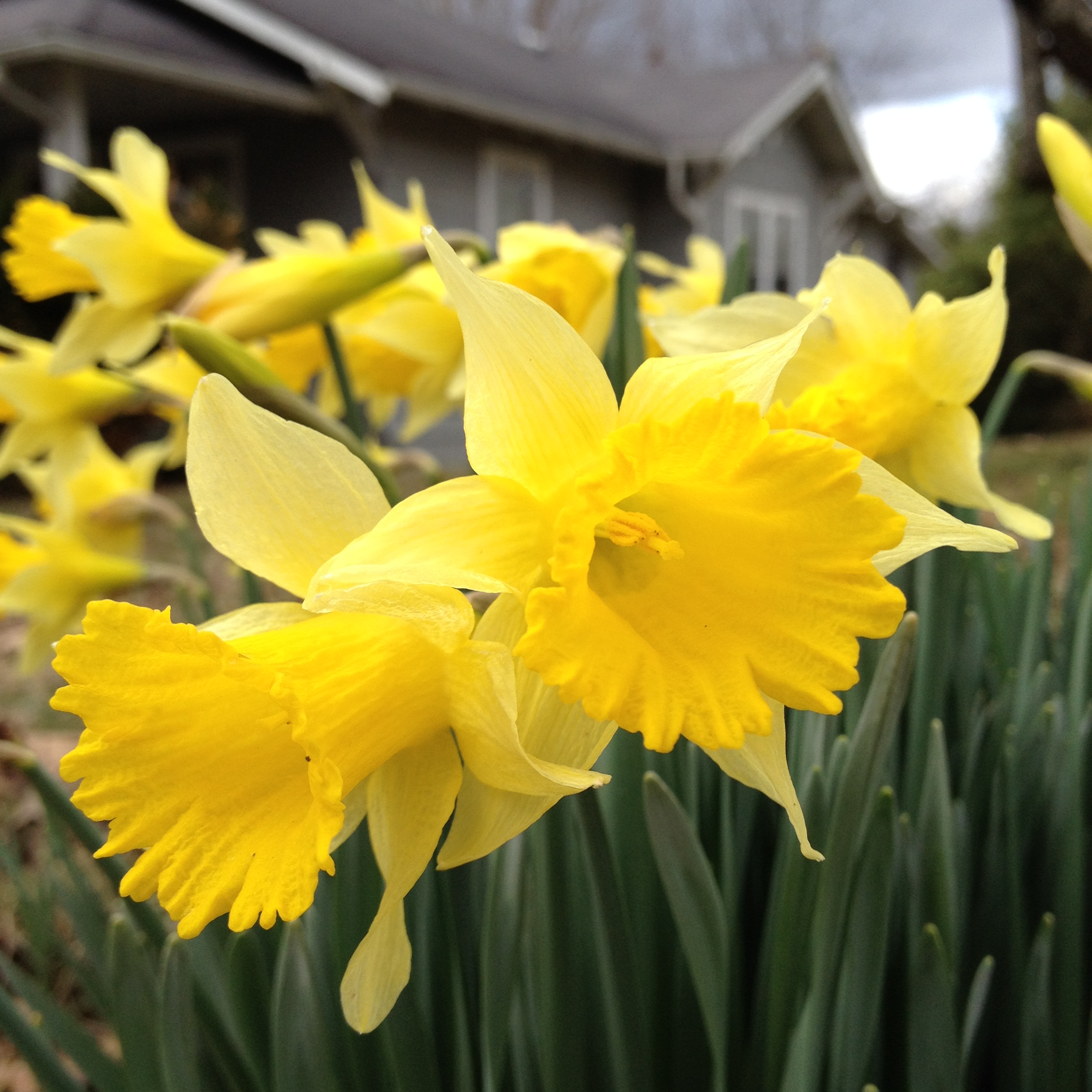 alaina-drawdy-cox-spring-daffodils.JPG
